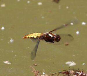 Libellula depressa.