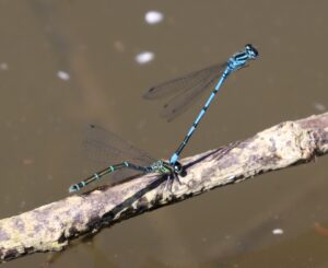 Coenagrion puella. 