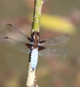 Libellula depressa.