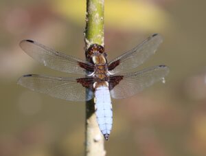 Libellula depressa.