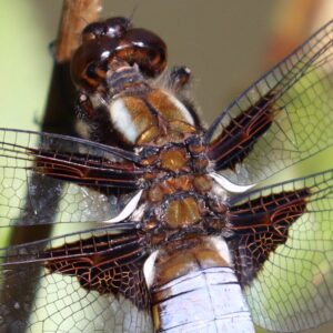 Libellula depressa.