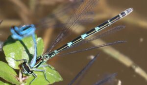 Coenagrion puella. 