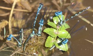 Coenagrion puella. 