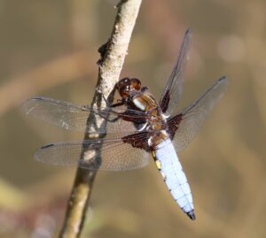 Libellula depressa.