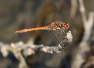 Sympetrum sanguineum.