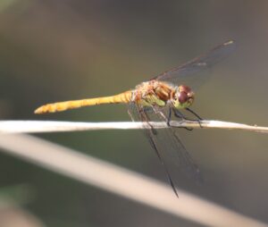 Sympetrum sanguineum.