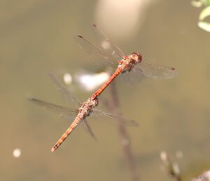 Sympetrum sanguineum.