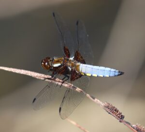 Libellula depressa.