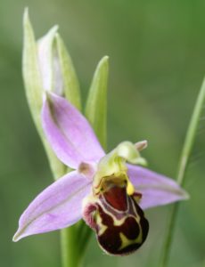 Ophrys apifera. Bee Orchid
