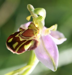 Ophrys apifera. Bee Orchid