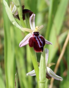 Ophrys spruneri.