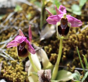 Ophrys leochroma.