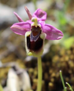 Ophrys leochroma.