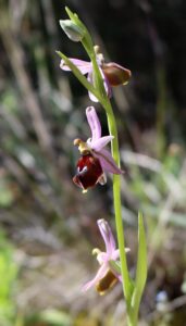 Ophrys argolica.