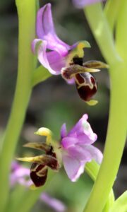 Ophrys schlecteriana.