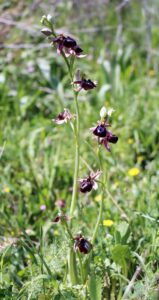 Ophrys mammosa.