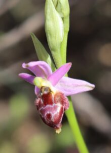 Ophrys delphinensis.
