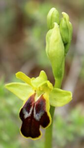 Ophrys fusca ssp. leucadica