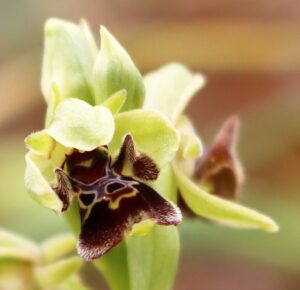 Ophrys oestrifera.
