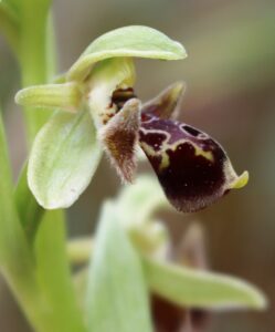 Ophrys oestrifera.