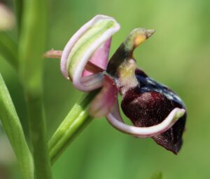 Ophrys spruneri.