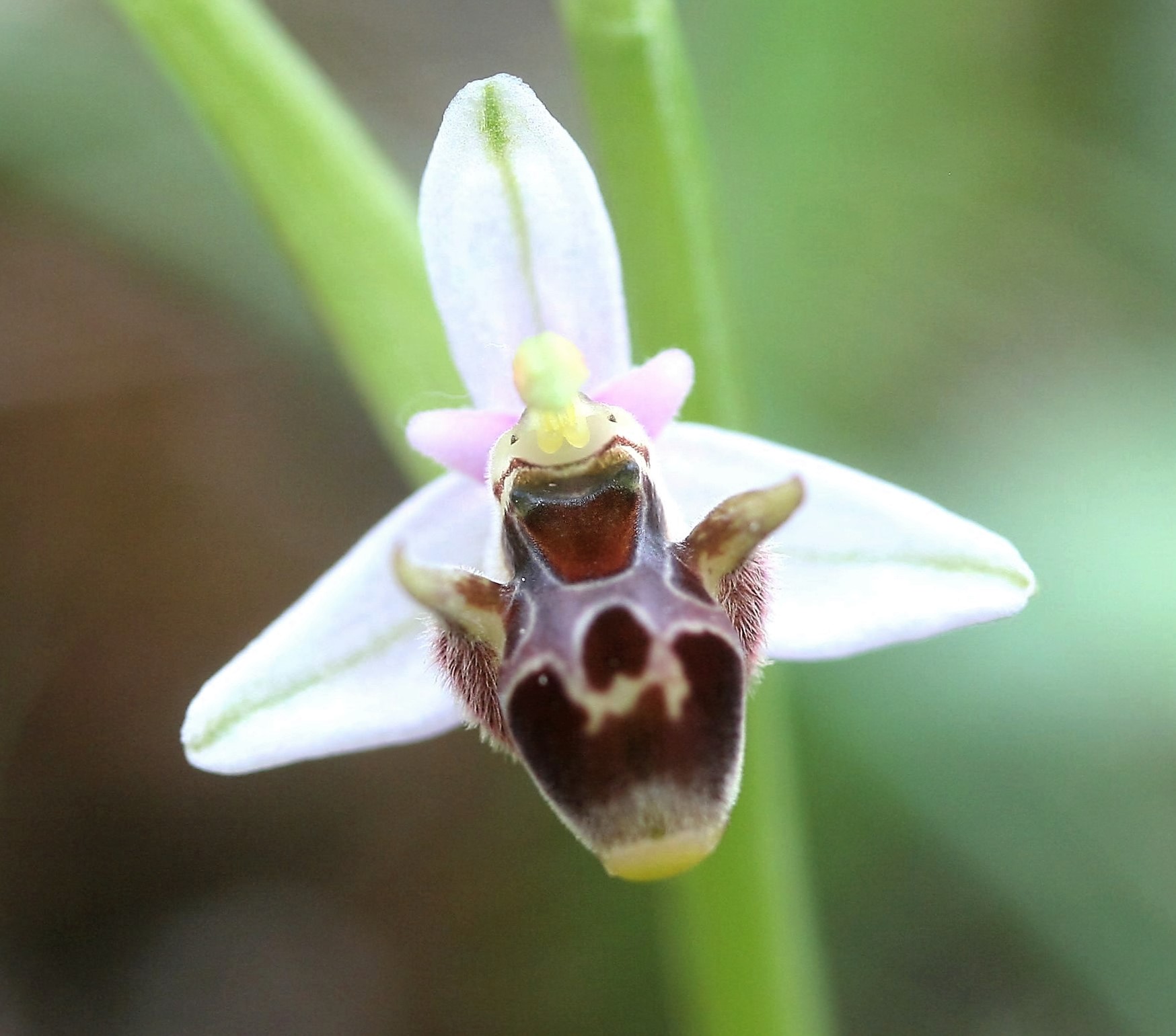 Ophrys attica var alba