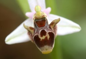 Ophrys attica var alba