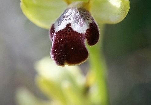 Ophrys israelitica