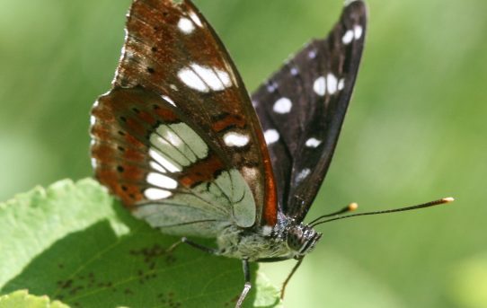 Limenitis reducta. Southern White Admiral.