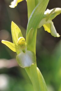 Orchis collina ssp. leucoglossa