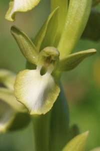 Orchis collina ssp. leucoglossa