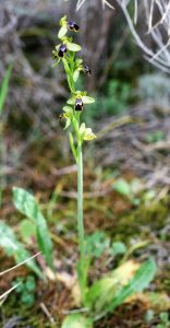 Ophrys fusca ssp. cinereophila
