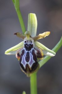 Ophrys cretica ssp cretica