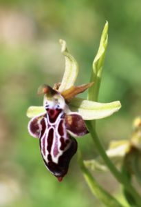 Ophrys Cretica ssp. ariadne.