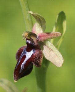 Ophrys cretica ssp.cretica.