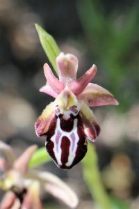 Ophrys cretica ssp. ariadne