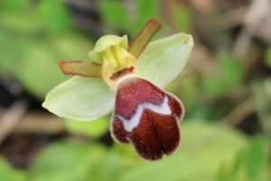 Ophrys omegaifera ssp. omegaifera