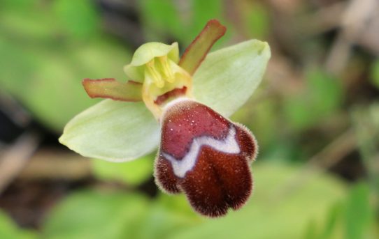 Ophrys omegaifera ssp. omegaifera