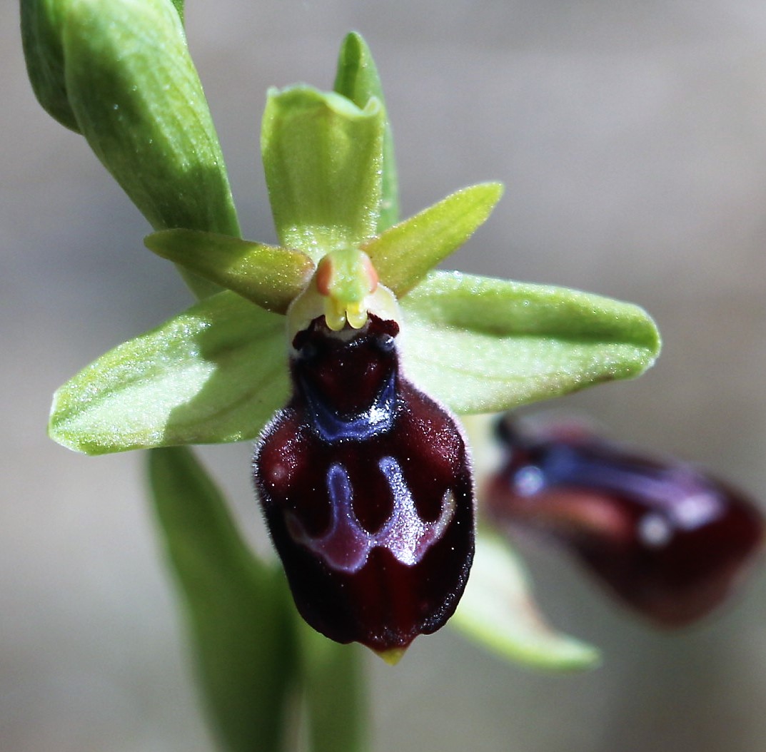 Ophrys sphegodes ssp. cretensis.