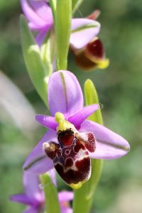 Ophrys oestrifera ssp. dodekanensis