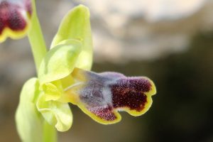 Ophrys fusca ssp. cinereophila