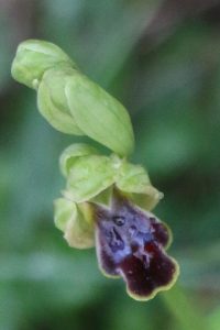 Ophrys fusca ssp. creberrima