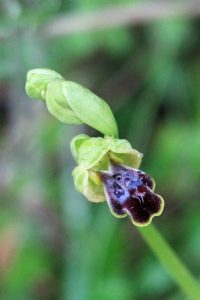 Ophrys fusca ssp. creberrima