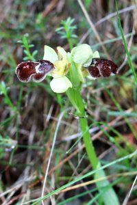 Ophrys omegaifera ssp. basilissa