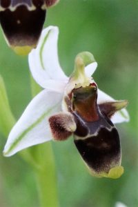 Ophrys oestrifera ssp. dodekanensis