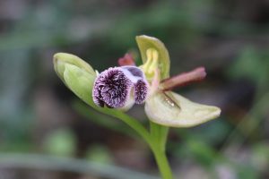 Ophrys omegaifera ssp. fleischmanniiii