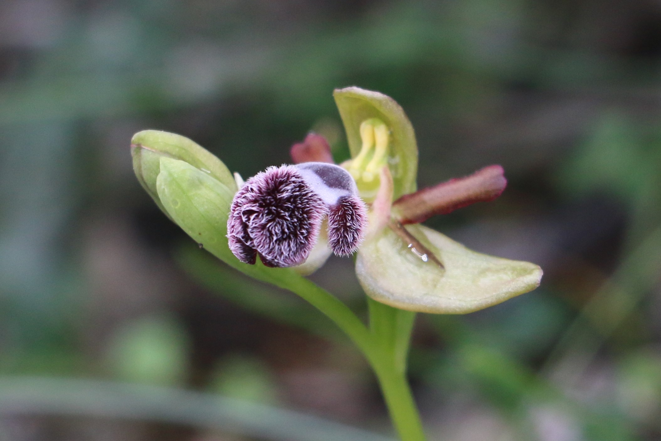 Ophrys omegaifera ssp. fleischmanniiii