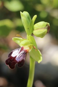 Ophrys fusca ssp. attaviria