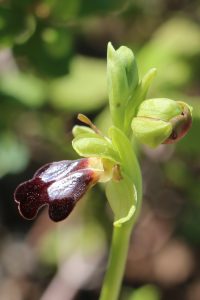 Ophrys fusca ssp. attaviria