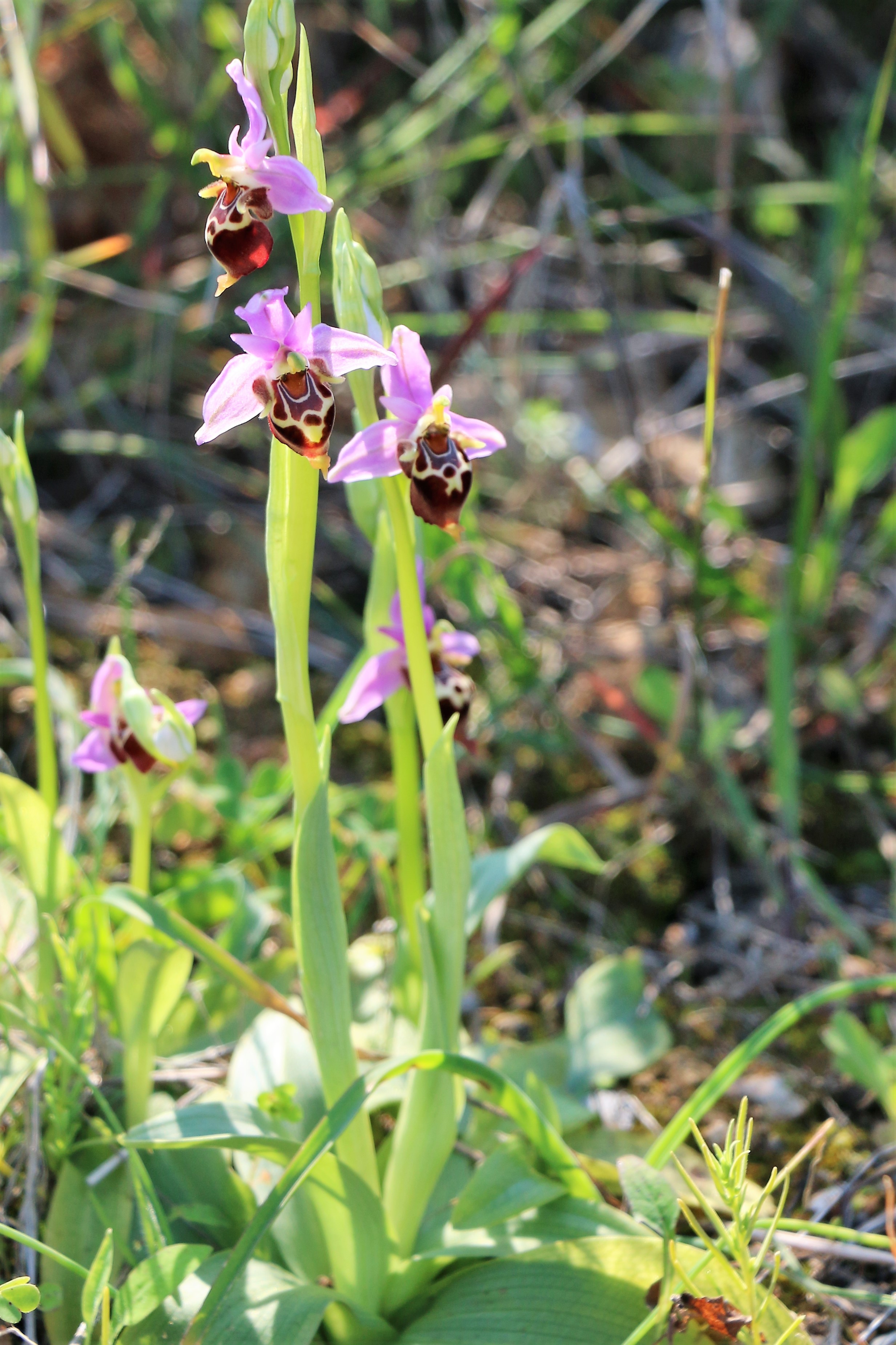 Ophrys heldreichii ssp heldreichii